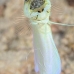 jawfish_yellowhead_dd_fc_v_0417_tci1620.jpg